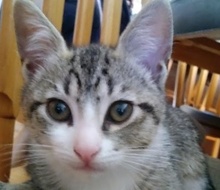 [picture of Udon, a Domestic Short Hair gray tabby/white\ cat] 