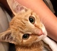 [picture of BooBoo, a Domestic Short Hair orange cat]