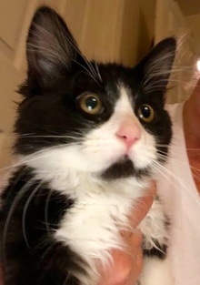 [picture of Landeros, a Domestic Long Hair black/white cat]