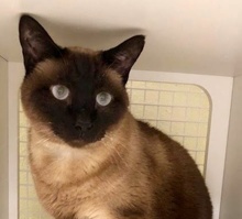 [picture of Mocha, a Siamese seal point\ cat] 