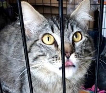 [picture of Roget, a Maine Coon-x gray tabby\ cat] 
