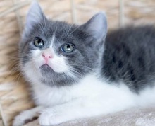 [picture of Julie, a Domestic Short Hair blue tabby/white\ cat] 