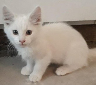 [picture of Blanco, a Turkish Van Mix white\ cat] 