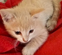 [picture of Orano, a Domestic Short Hair orange cat]