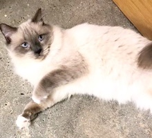 [another picture of Willie Nelson, a Siamese Mix blue point/Birman\ cat] 