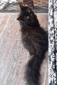 [another picture of Moana, a Maine Coon-x black\ cat] 