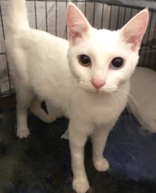 [another picture of Corvette, a Oriental Mix white\ cat] 