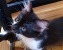 [picture of Mary, a Domestic Medium Hair black/white cat]