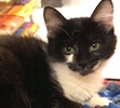 [picture of Mary, a Domestic Medium Hair black/white cat]