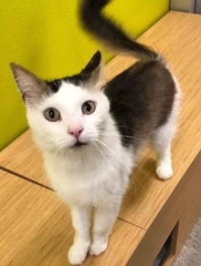 [another picture of Sir Lancelot, a Turkish Van Mix white/brown\ cat] 