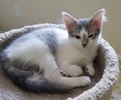 [picture of Mighty, a Turkish Van Mix white/blue cat]