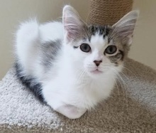[picture of Janey, a Turkish Van Mix white/brown tabby\ cat] 