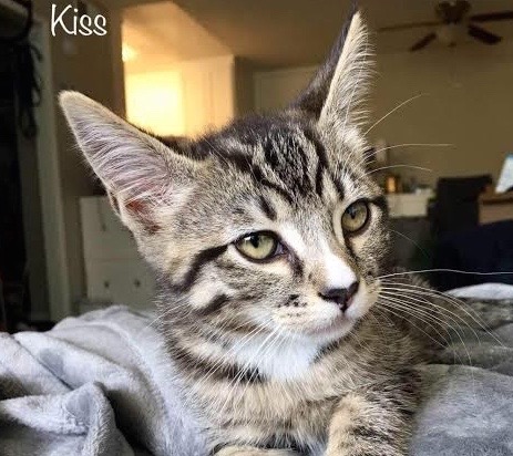 [picture of Kisses, a Domestic Short Hair gray/white tabby\ cat] 