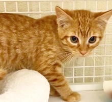 [picture of Frankie, a Domestic Short Hair orange cat]
