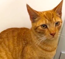 [picture of Miller, a Domestic Short Hair orange marble tabby\ cat] 