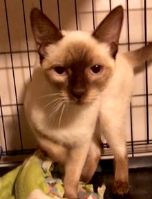 [another picture of Modela, a Siamese chocolate point\ cat] 
