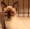 [picture of Modela, a Siamese chocolate point cat]