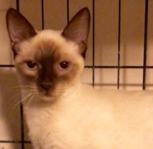 [picture of Modela, a Siamese chocolate point\ cat] 