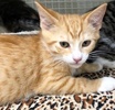 [picture of Garfi, a Domestic Short Hair orange/white cat]