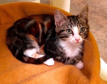[another picture of Syla, a Domestic Short Hair marble calico\ cat] 