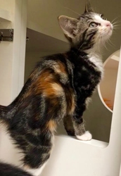 [picture of Syla, a Domestic Short Hair marble calico cat]