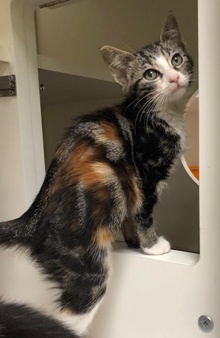 [picture of Syla, a Domestic Short Hair marble calico cat]
