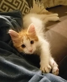 [another picture of Turmeric, a Ragdoll Mix orange/white\ cat] 