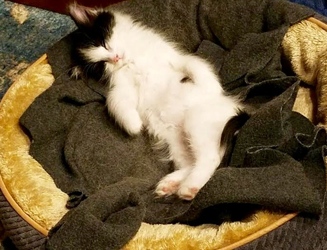 [picture of Allspice, a Domestic Medium Hair white/black cat]