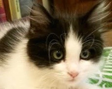 [picture of Allspice, a Domestic Medium Hair white/black\ cat] 
