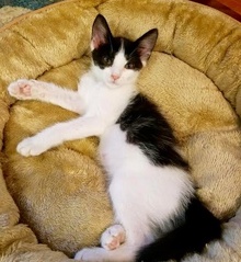 [picture of Pepper, a Domestic Medium Hair white/black cat]