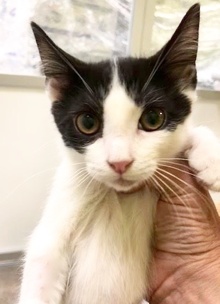 [picture of Pepper, a Domestic Medium Hair white/black cat]