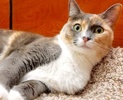 [picture of Callie Mae, a Domestic Short Hair dilute calico cat]
