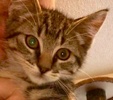 [picture of Jasper, a Bengal Mix gray cat]