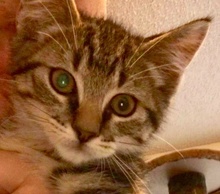 [picture of Jasper, a Bengal Mix gray\ cat] 