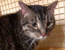 [picture of Amasa, a Domestic Short Hair brown tabby large\ cat] 