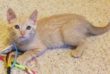 [another picture of Sunshine, a Domestic Short Hair orange\ cat] 