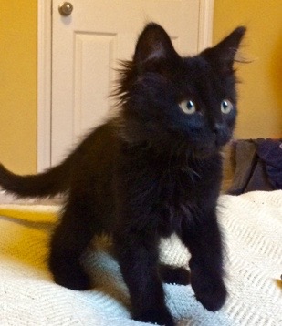 [another picture of Midnight, a Domestic Long Hair black\ cat] 