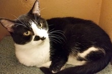 [another picture of Mitzi, a Domestic Short Hair black and white\ cat] 