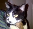 [picture of Mitzi, a Domestic Short Hair black and white cat]