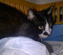 [picture of Mitzi, a Domestic Short Hair black and white cat]