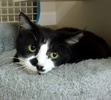 [picture of Mitzi, a Domestic Short Hair black and white cat]