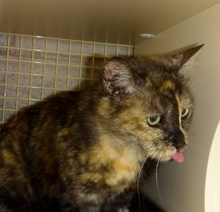 [picture of Queenie, a Domestic Short Hair tortie cat]