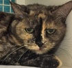 [picture of Queenie, a Domestic Short Hair tortie cat]