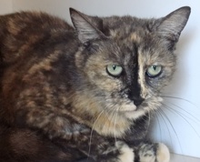[picture of Queenie, a Domestic Short Hair tortie\ cat] 