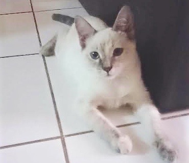 [picture of Nita, a Siamese bluepoint\ cat] 