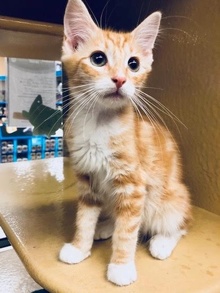 [another picture of Captain Marvel, a Domestic Short Hair orange\ cat] 