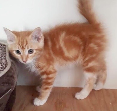 [picture of Captain Marvel, a Domestic Short Hair orange\ cat] 
