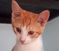 [picture of Auqaman, a Domestic Short Hair orange/white cat]