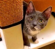 [picture of Popeye, a Russian Blue Mix blue/white cat]