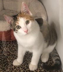[picture of Toki, a Domestic Short Hair calico cat]